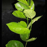 Diospyros oppositifolia Thwaites